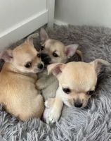 Chihuahua Puppies for sale in New Haven, CT, USA. price: NA