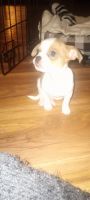 Chihuahua Puppies for sale in Reading, PA 19601, USA. price: NA