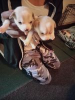 Chihuahua Puppies for sale in Cayce, SC, USA. price: NA
