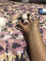 Chihuahua Puppies for sale in Allentown, PA 18102, USA. price: NA