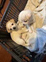 Chihuahua Puppies for sale in Nampa, ID, USA. price: NA