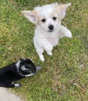 Chihuahua Puppies for sale in Richmond, VA, USA. price: NA