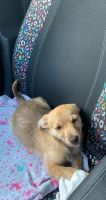 Chihuahua Puppies for sale in Fayetteville, NC, USA. price: NA