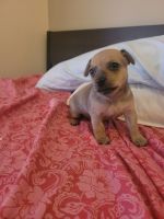 Chihuahua Puppies for sale in Williamsburg, Brooklyn, NY, USA. price: NA