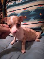 Chihuahua Puppies for sale in 3251 Strickland Rd, Lakeland, FL 33810, USA. price: NA