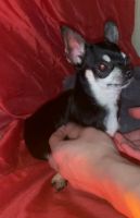 Chihuahua Puppies for sale in Waterbury, CT 06706, USA. price: NA
