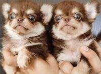 Chihuahua Puppies for sale in Los Angeles, CA, USA. price: NA