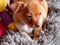 Chihuahua Puppies for sale in Tacoma, WA, USA. price: NA