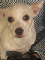 Chihuahua Puppies for sale in Hot Springs, AR, USA. price: NA