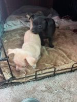 Chihuahua Puppies for sale in Las Vegas, NV 89101, USA. price: NA