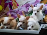 Chihuahua Puppies for sale in Omaha, NE 68105, USA. price: NA