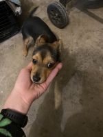 Chihuahua Puppies for sale in Hobbs, NM, USA. price: NA