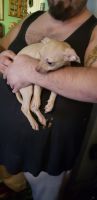 Chihuahua Puppies for sale in 1711 W Old Ridge Rd, Hobart, IN 46342, USA. price: NA