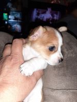 Chihuahua Puppies for sale in Wapato, WA 98951, USA. price: NA