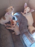 Chihuahua Puppies for sale in Miami, FL 33165, USA. price: NA