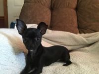 Chihuahua Puppies for sale in Poplar Bluff, MO 63901, USA. price: NA