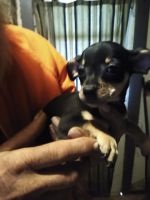 Chihuahua Puppies for sale in New Castle, PA, USA. price: NA