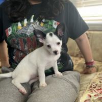 Chihuahua Puppies for sale in Beloit, WI 53511, USA. price: NA