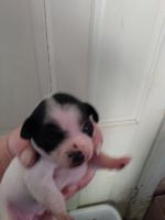 Chihuahua Puppies for sale in Des Moines, IA, USA. price: NA