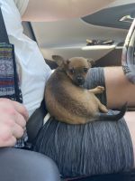 Chihuahua Puppies for sale in Leesburg, FL, USA. price: NA