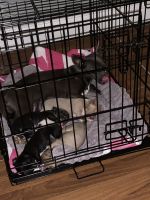 Chihuahua Puppies for sale in Moulton, AL 35650, USA. price: NA