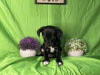 Chihuahua Puppies for sale in Kansas City, MO, USA. price: NA