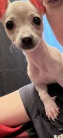 Chihuahua Puppies for sale in San Dimas, CA, USA. price: NA