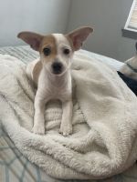 Chihuahua Puppies for sale in Camden, NJ, USA. price: NA