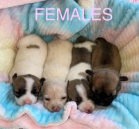 Chihuahua Puppies for sale in Pomona, CA, USA. price: NA