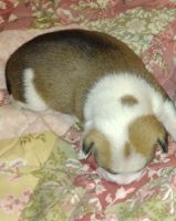 Chihuahua Puppies for sale in Davidson, OK 73530, USA. price: NA
