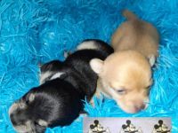 Chihuahua Puppies for sale in Santa Clara, CA 95051, USA. price: NA