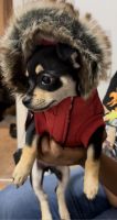 Chihuahua Puppies for sale in Rocky Mount, NC, USA. price: NA