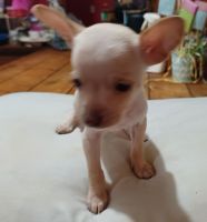 Chihuahua Puppies for sale in Hiddenite, NC 28636, USA. price: NA
