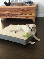 Chihuahua Puppies for sale in Chantilly, VA, USA. price: NA