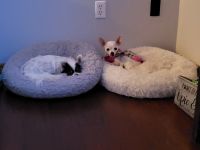 Chihuahua Puppies for sale in Isanti, MN 55040, USA. price: NA