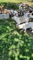 Chihuahua Puppies for sale in Newberry, SC 29108, USA. price: NA