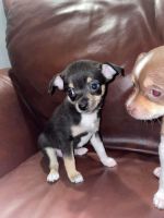 Chihuahua Puppies for sale in Albuquerque, NM 87110, USA. price: NA