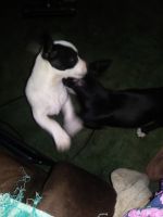 Chihuahua Puppies for sale in Anderson, SC, USA. price: NA