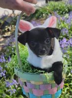 Chihuahua Puppies for sale in 2531 Pine St, Everett, WA 98201, USA. price: NA