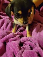 Chihuahua Puppies for sale in Pensacola, FL 32506, USA. price: NA