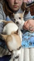 Chihuahua Puppies for sale in Dudley, MA 01571, USA. price: NA