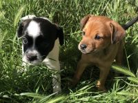 Chihuahua Puppies for sale in Stockton, CA, USA. price: NA