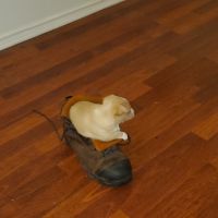 Chihuahua Puppies for sale in Dallas, TX, USA. price: NA