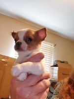Chihuahua Puppies for sale in Huntsville, AL, USA. price: NA