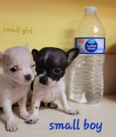 Chihuahua Puppies for sale in Mineral, VA 23117, USA. price: NA