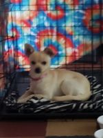 Chihuahua Puppies for sale in Fredericksburg, VA 22401, USA. price: NA