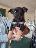 Chihuahua Puppies for sale in San Luis, CO 81152, USA. price: NA