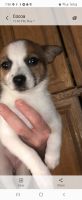 Chihuahua Puppies for sale in Northampton County, PA, USA. price: NA
