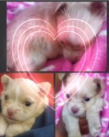 Chihuahua Puppies for sale in Upper Marlboro, MD 20772, USA. price: NA
