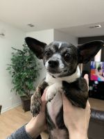 Chihuahua Puppies for sale in Palatine, IL 60074, USA. price: NA